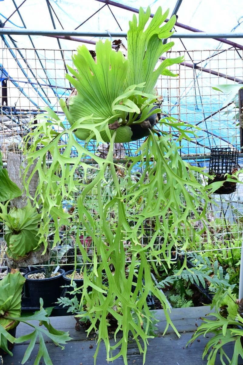 P.coronarium dwarf spored @ビカ森wife 出品者 コロナリウ coronarium